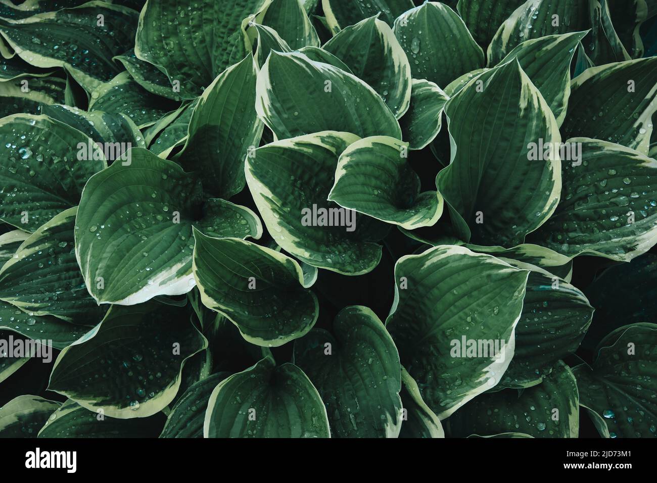 Grün hinterlässt Textur Hintergrund. Natürlicher Hintergrund von grünen Kochbananen Lilien Laub. Die Pflanze Hosta hinterlässt mit Regentropfen. Stockfoto