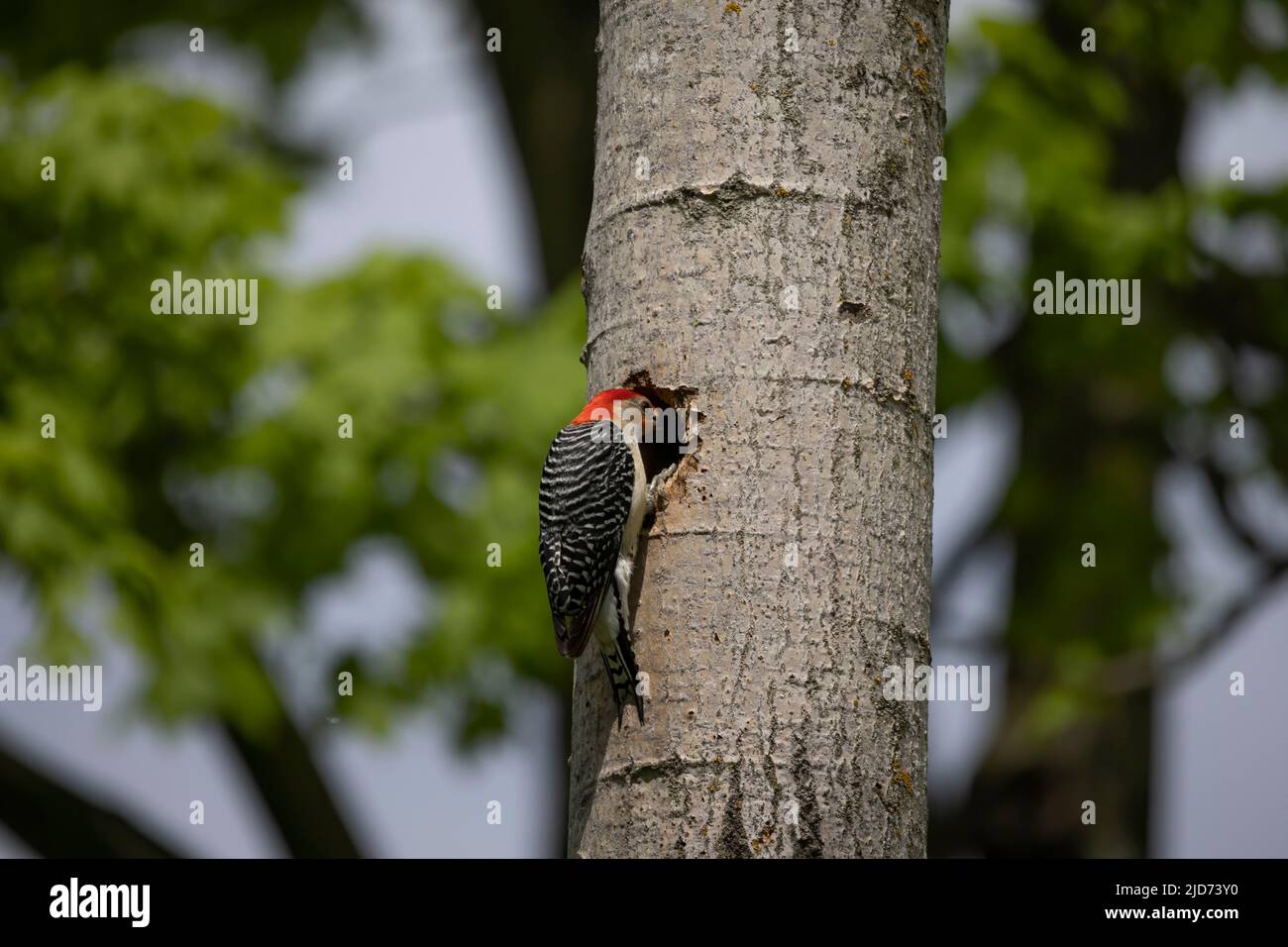 Der Rotbauchige Wodpecker (Melanerpes carolinus) am Nesthohlraum Stockfoto