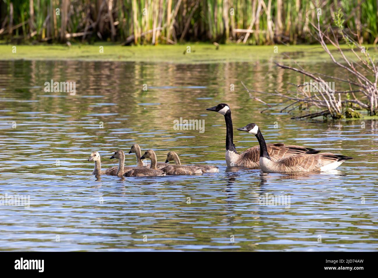 Kanadagänse (Branta canadensis) mit Gänsen auf dem See Stockfoto