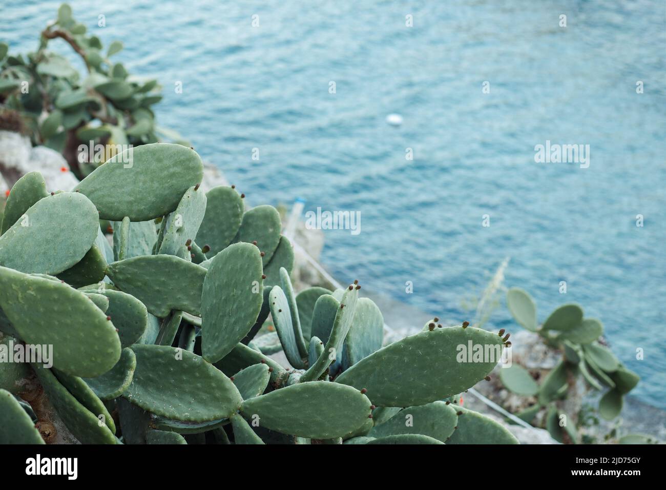 Kaktus in der Nähe des blauen Meeres, typisch italienische Ansicht, Hintergrund mit Kopierplatz für den Tourismus Stockfoto