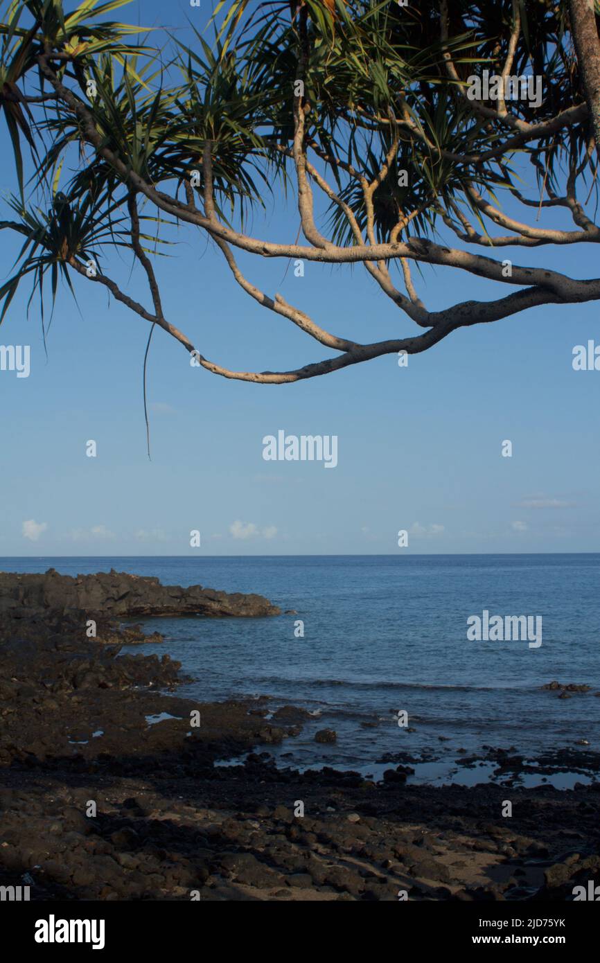 Blick von der Küste mit Lavagestein und Pandanus utilis Baum im Vordergrund Stockfoto