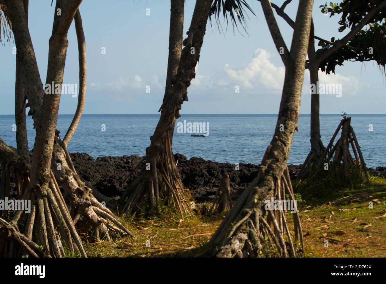 Blick von der Küste mit Lavagestein und Pandanus utilis Baum im Vordergrund Stockfoto