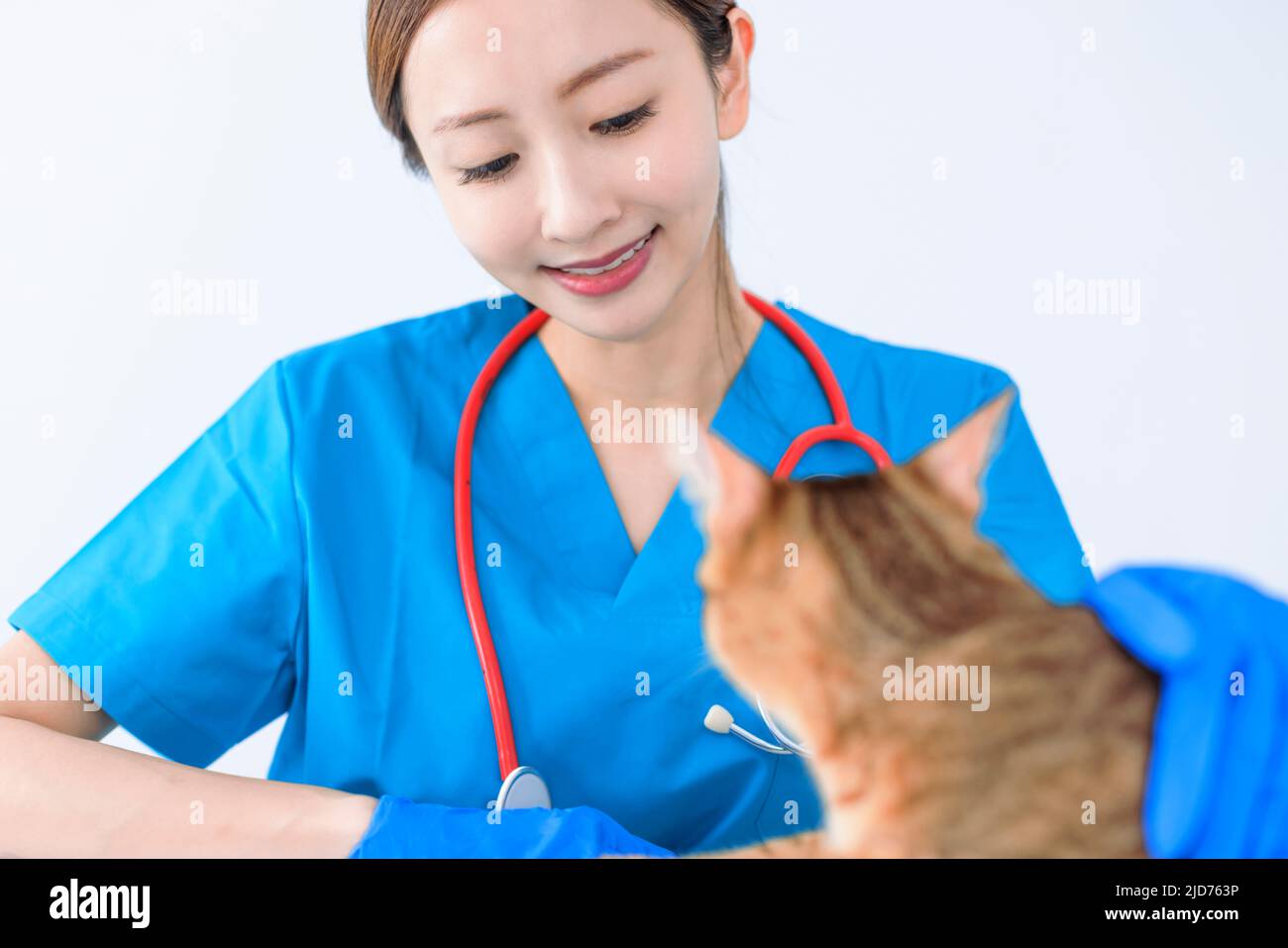 Katze mit Tierarzt Arzt in der Tierklinik Stockfoto