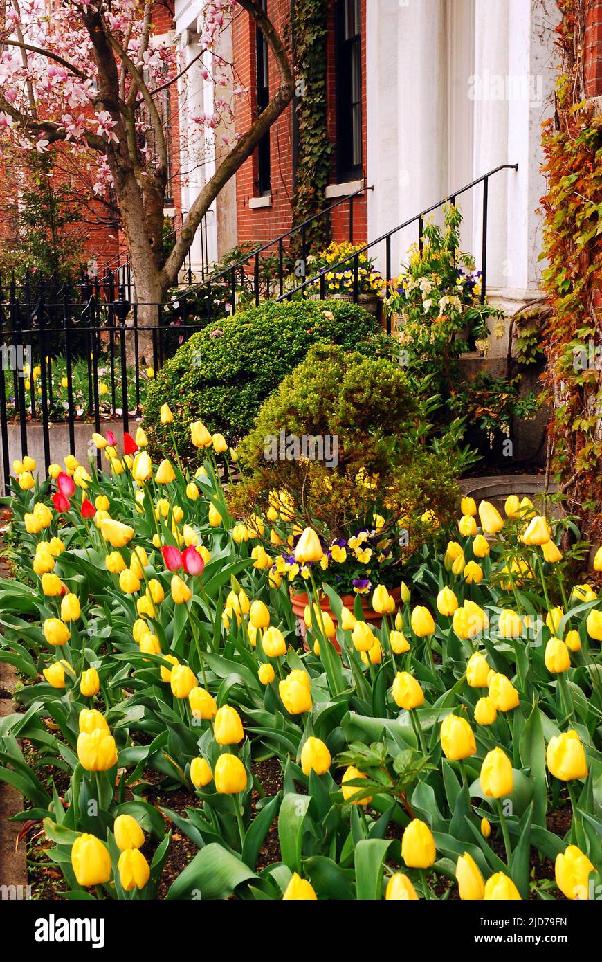 Gelbe Tulpen blühen an einem frühen Frühlingstag in einem kleinen Garten in Bostons Back Bay Nachbarschaft Stockfoto