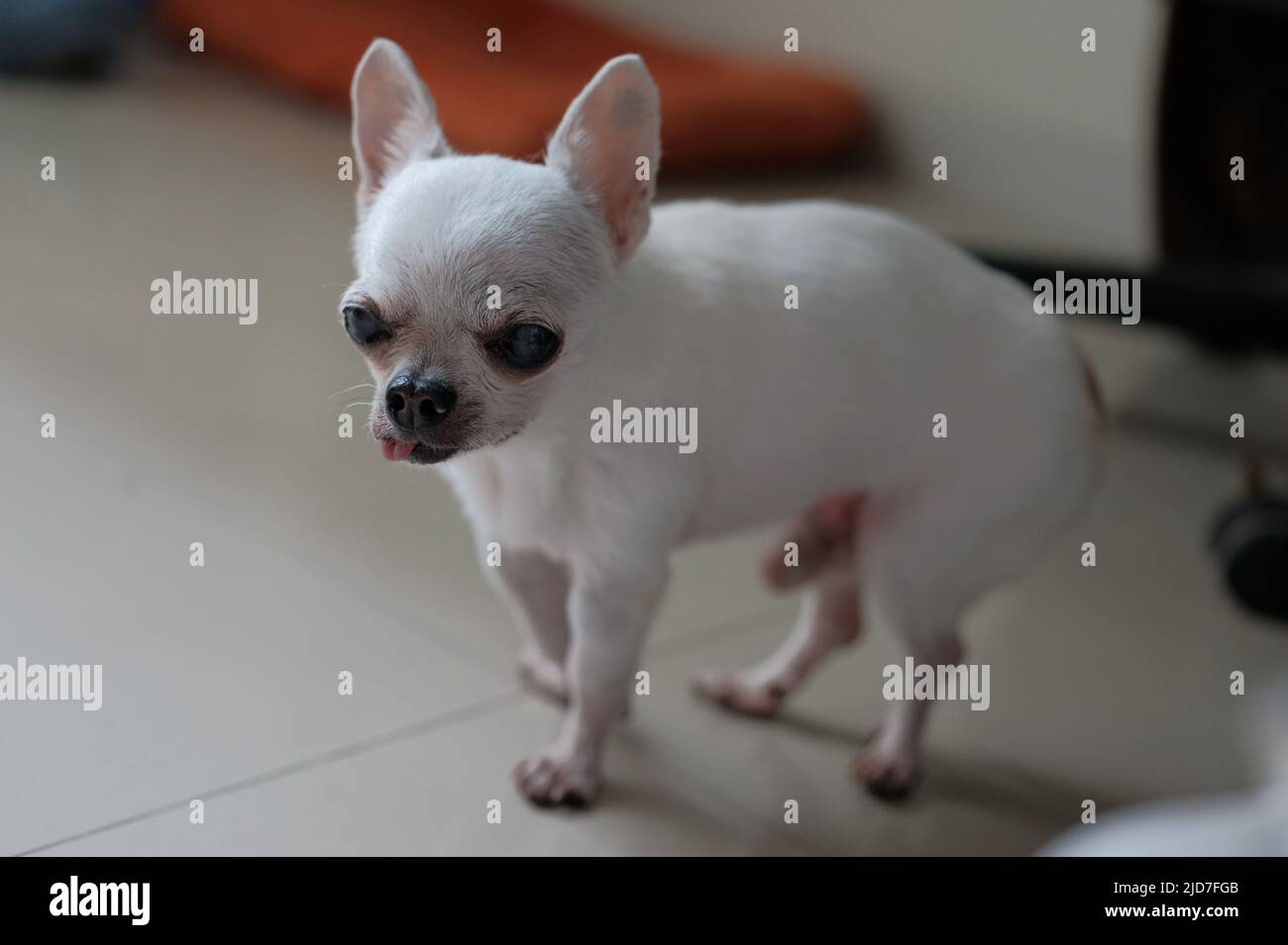 Nahaufnahme Porträt des lustigen i chihuahua Hundes Stockfoto