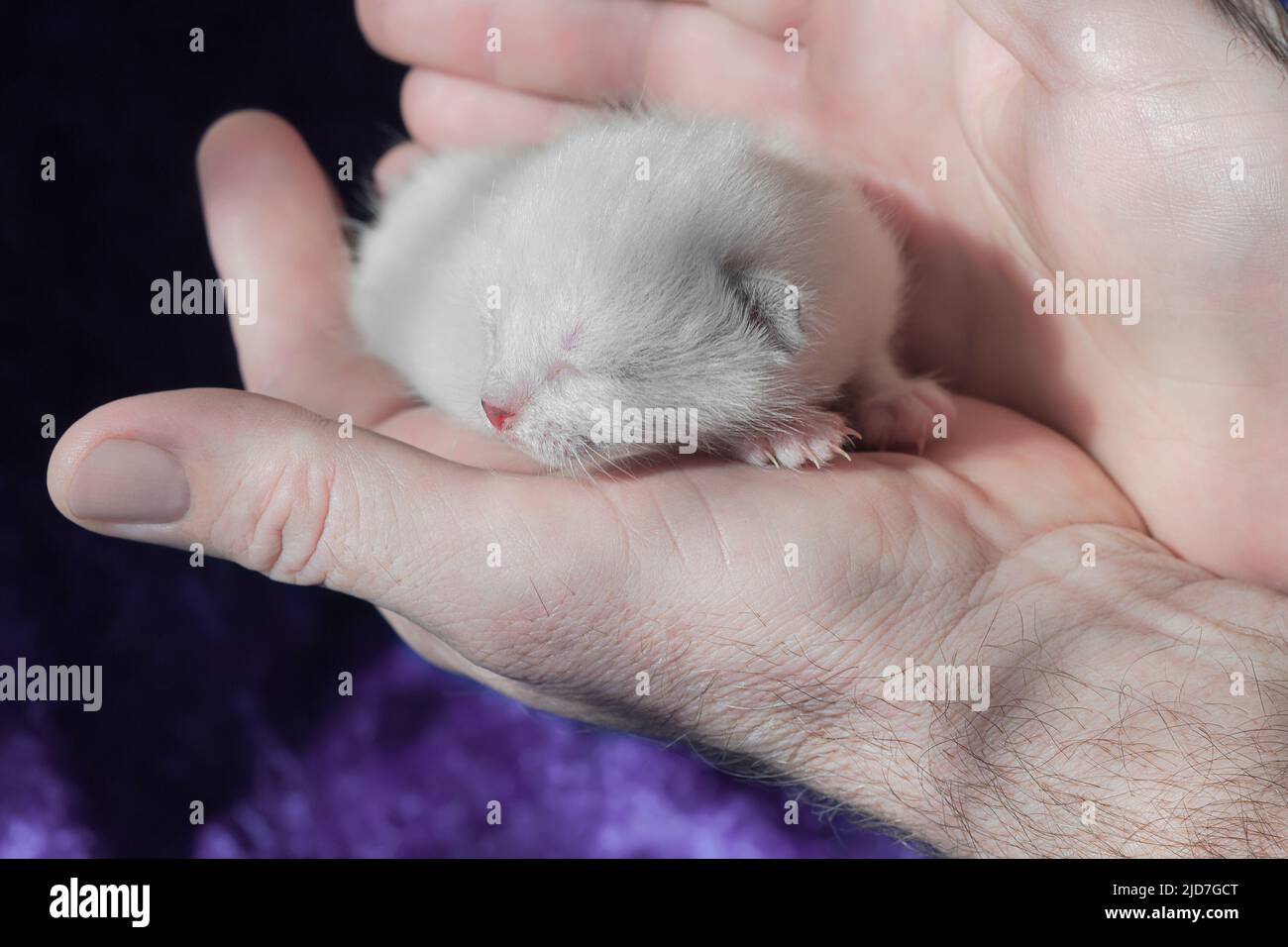 Weißes neugeborenes Kätzchen in männlichen Händen in Nahaufnahme. Selektiver Fokus Stockfoto