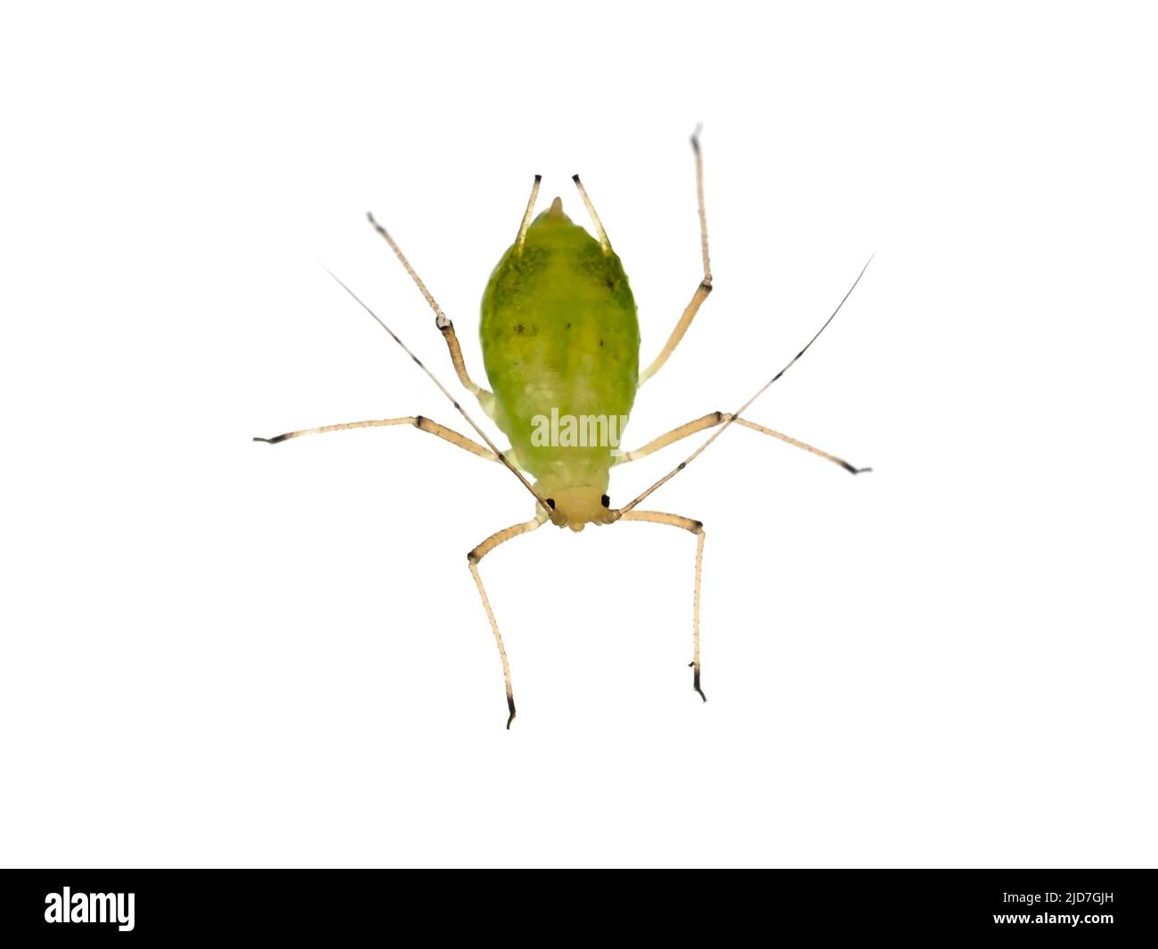 Grüne Blattlaus (möglicherweise Macrosiphum ephorbiae) aus Tomatenpflanze Stockfoto