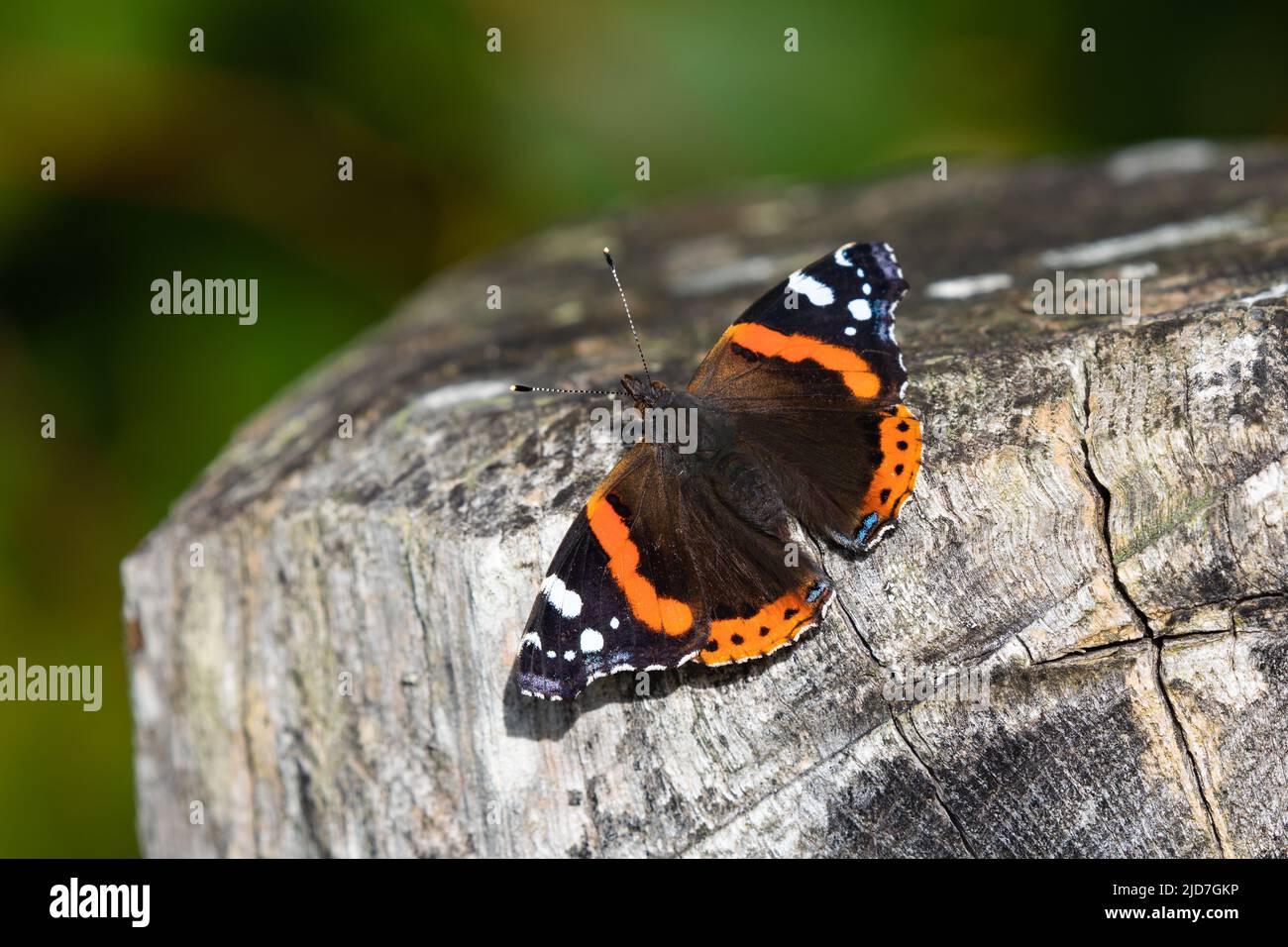 Roter Admiralschmetterling [ Vanessa atalanta ], der sich auf einem Holzpfosten sonnt Stockfoto