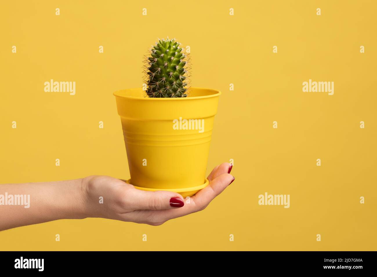 Profil Seitenansicht Nahaufnahme der Frau Hand hält Kaktus im Topf, zeigt grüne Pflanze. Innenaufnahme des Studios isoliert auf gelbem Hintergrund. Stockfoto