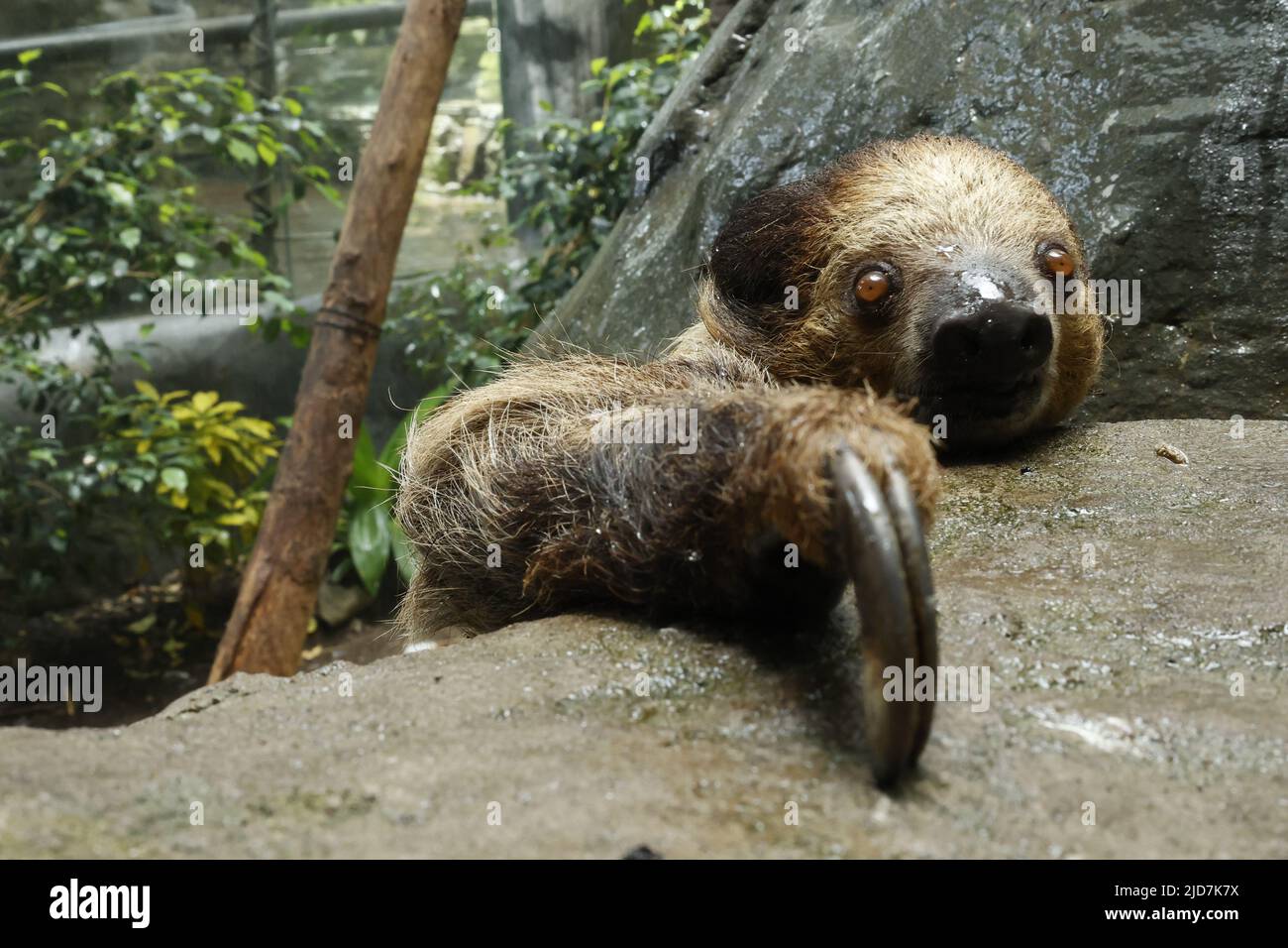 Faulheit auf verschwommenem Hintergrund, hochwertiges Zoomfoto Stockfoto