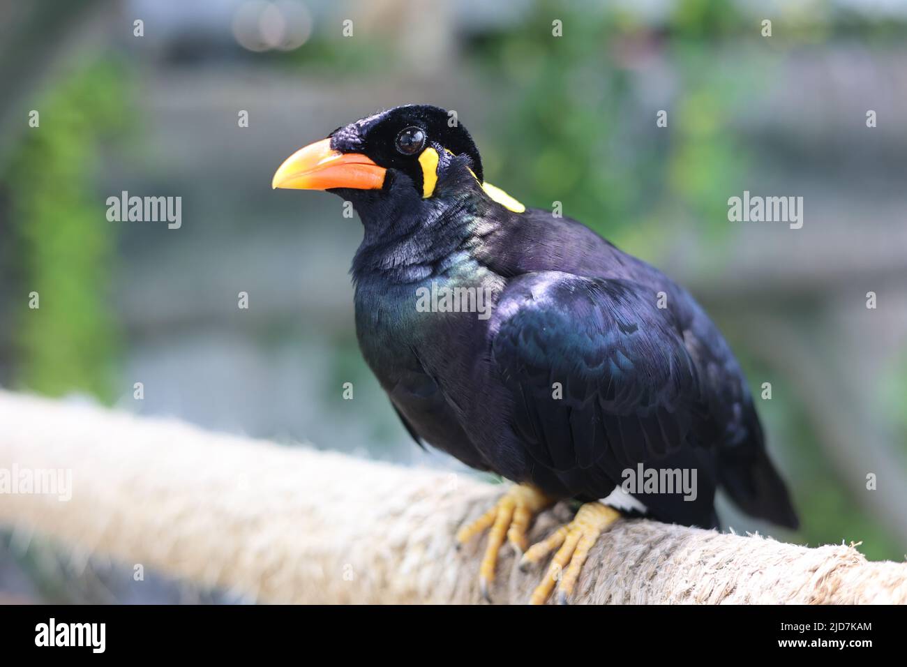 Hill Myna Papagei auf unscharfem Hintergrund, hochwertiges Zoomfoto Stockfoto