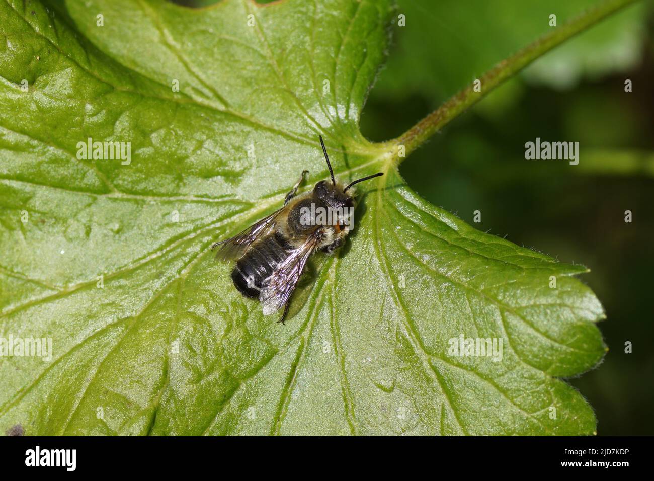 Nahaufnahme von Willughbys Blätterbiene (Megachile willughbiella), Maurerbienen der Familie (Megachilidae) auf einem Johannisbeerblatt, holländischer Garten, Juni. Stockfoto