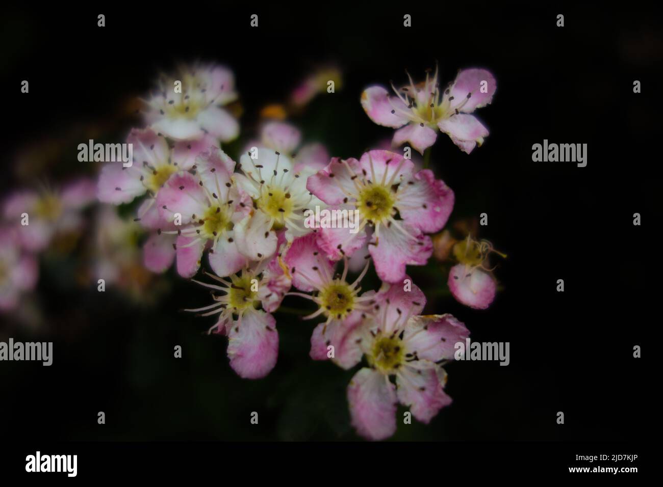 Blassrosa Britische Wildrose isoliert auf einem natürlichen grünen Hintergrund Stockfoto