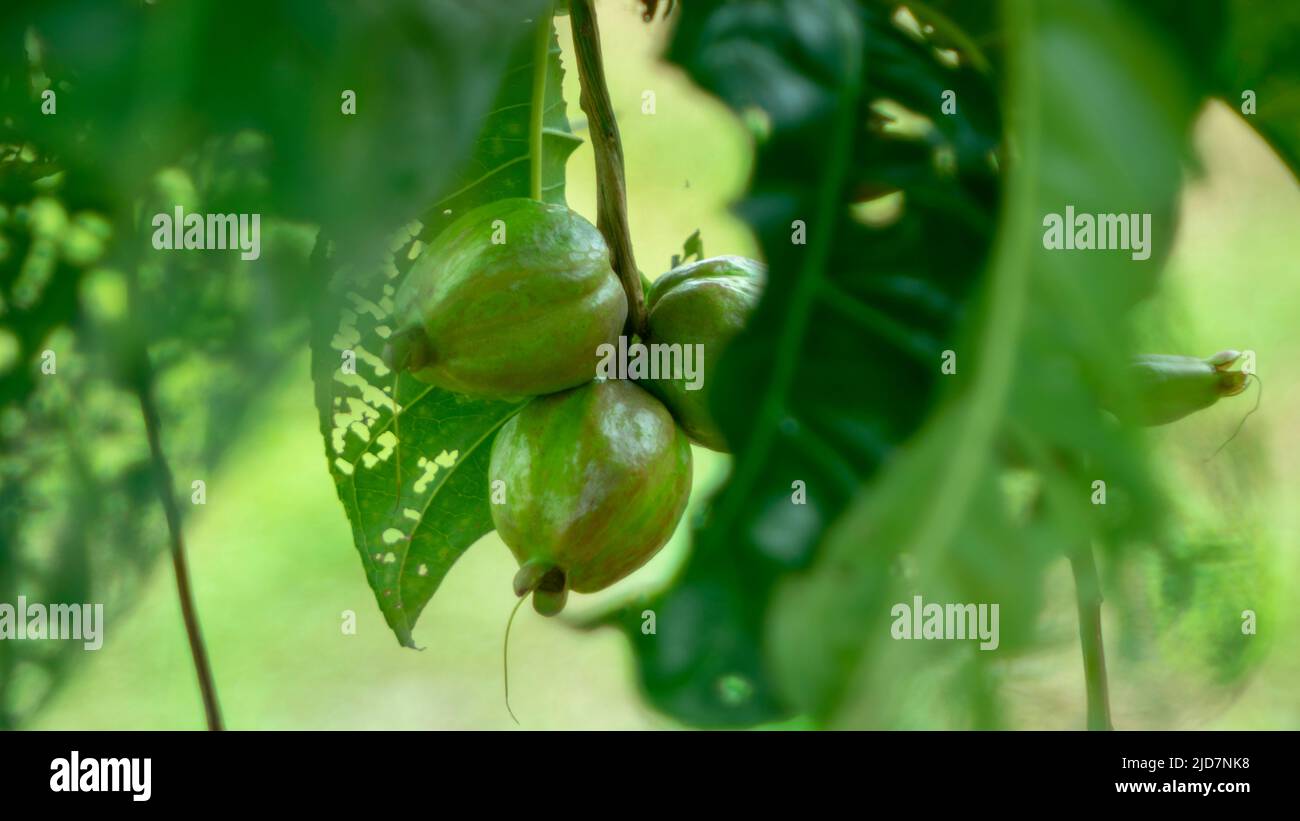 Im Wald gibt es seltsame Früchte, die Natur gibt den Menschen neue Dinge Stockfoto