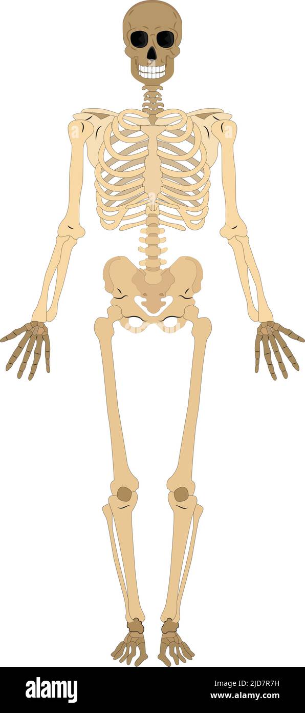 Der menschliche Körper und das Skelettsystem. Medizinisch genaue Darstellung des menschlichen Skeletts. Anatomische Materialien für den Bildungsbereich. Vektorgrafik Stock Vektor