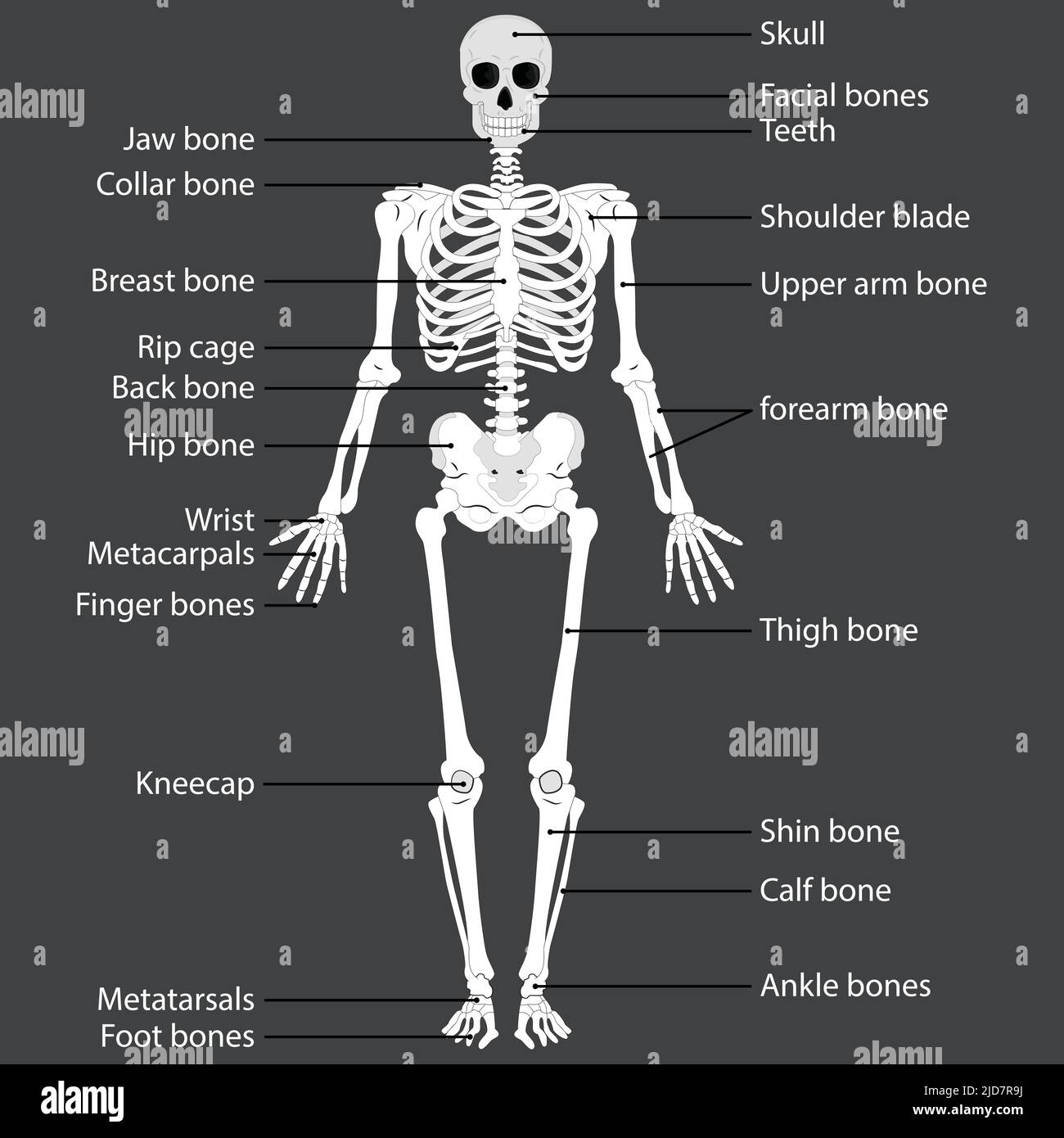 Menschlicher Körper und Skelettsystem. Medizinisch genaue Darstellung des menschlichen Skeletts. Anatomische Materialien für den Bildungsbereich. Vektorgrafik Stock Vektor