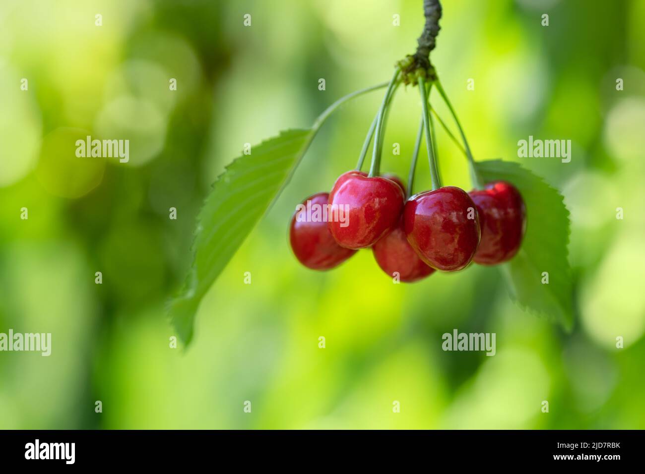 Reife rote Kirschen, die im Garten am Ast hängen Stockfoto