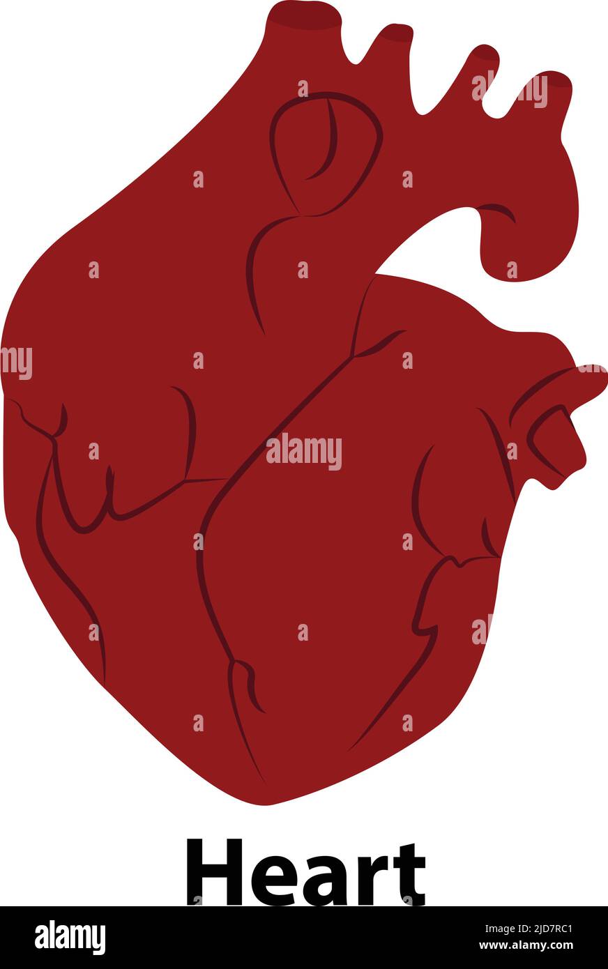 Menschliches interorganliches Herz. vektor-Illustration. Auf weißem Hintergrund Stock Vektor