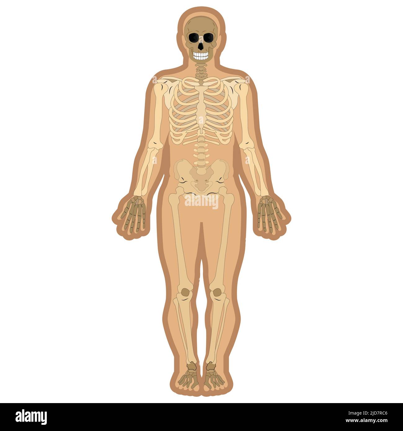 Skelett und Knochen im Körper. Anatomische Materialien für den Bildungsbereich. Vektorgrafik Stock Vektor
