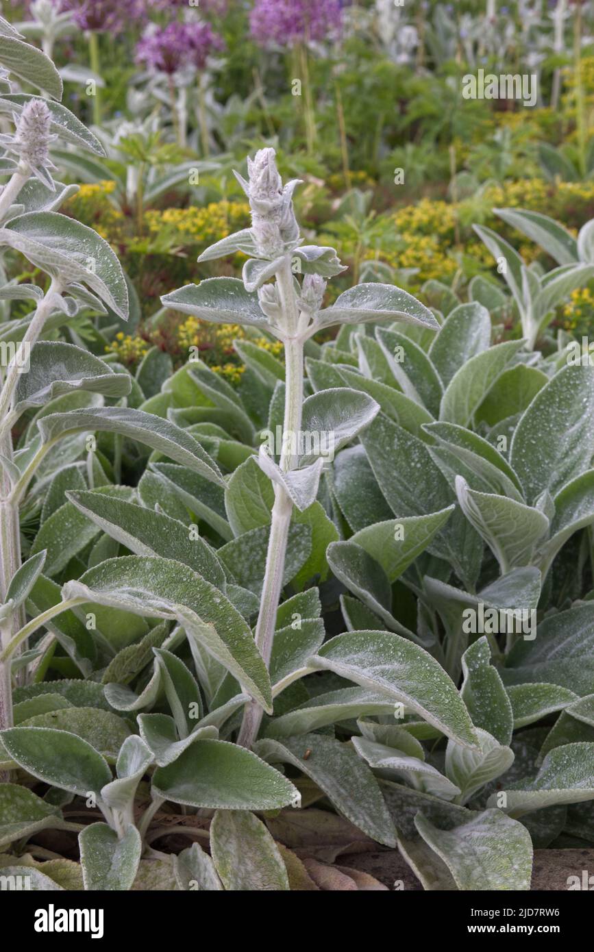 stachys byzabtina, große Ohren Stockfoto