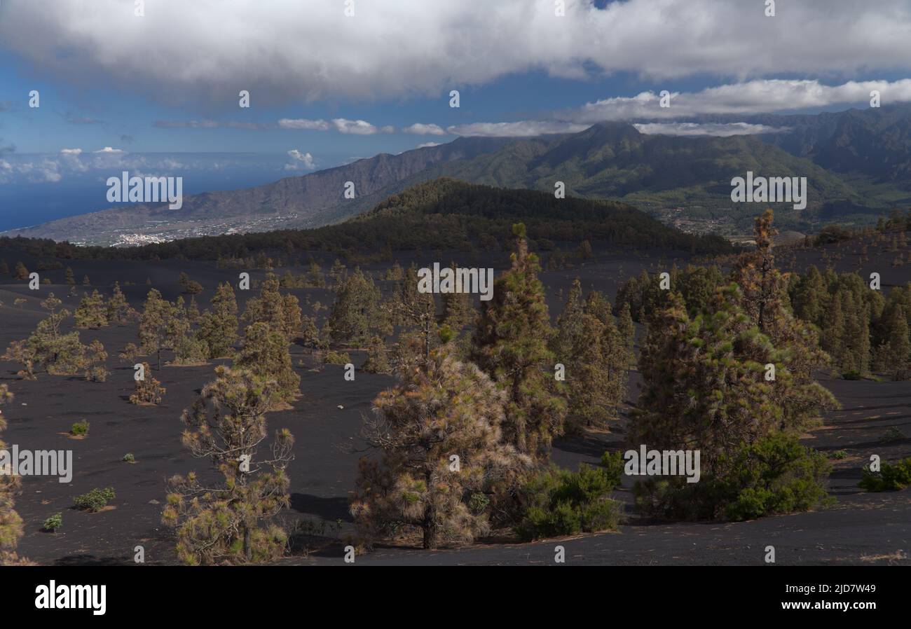 La Palma, Landschaft des zentralen Teils der Insel, in El Paso Gemeinde schwarze Dünen von Vulkanasche aus 2021 Vulkan, Canary Pines Stockfoto