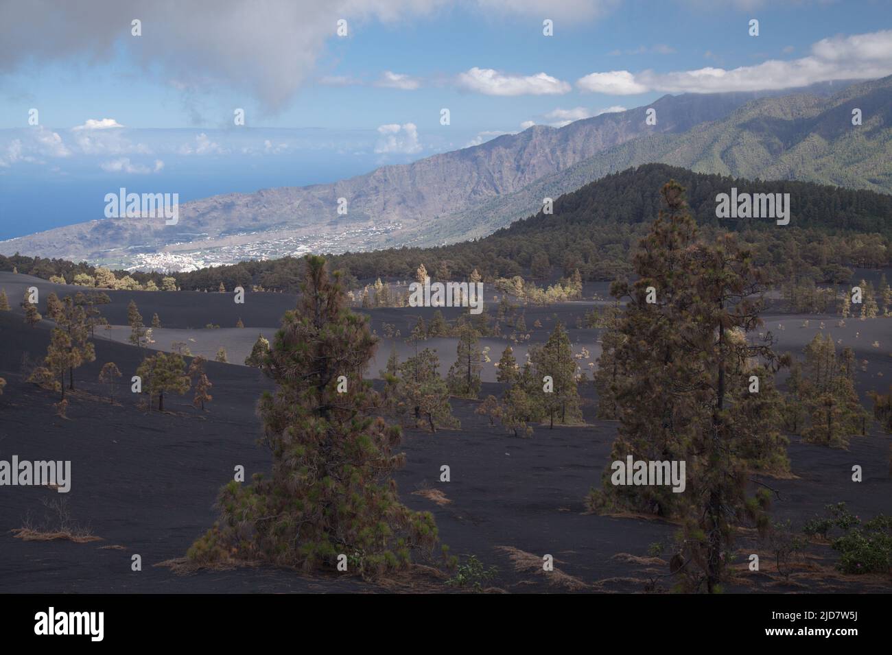 La Palma, Landschaft des zentralen Teils der Insel, in El Paso Gemeinde schwarze Dünen von Vulkanasche aus 2021 Vulkan, Canary Pines Stockfoto