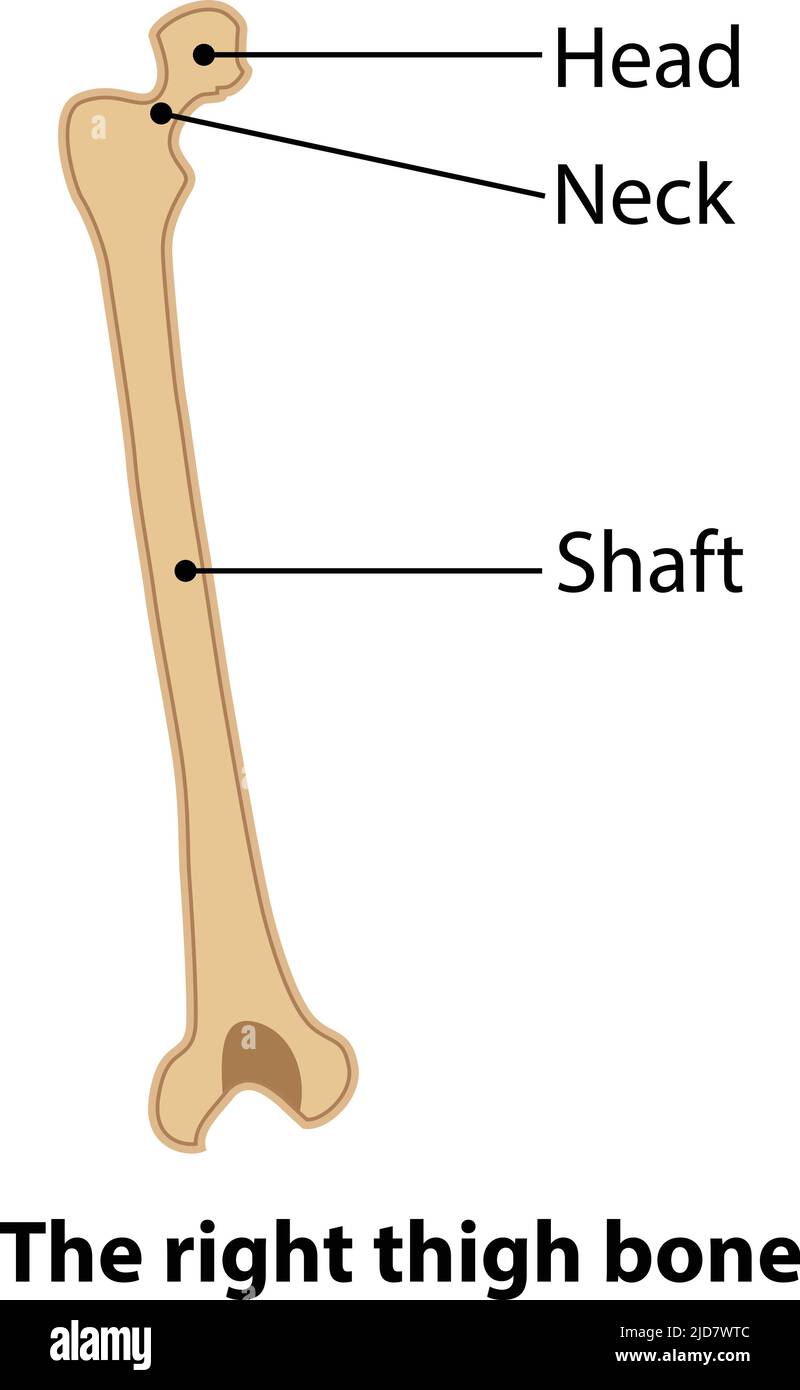 Den rechten Oberschenkelknochen. Illustration aus Vektor über Wissenschaft und Medizin. Stock Vektor