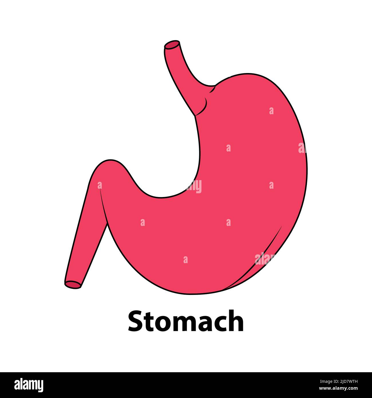 Menschlicher Magen. Internes Organ, Anatomie. Vektor-Cartoon flache Symbol Illustration isoliert auf weißem Hintergrund. Illustration von Vektor über Wissenschaft und Stock Vektor