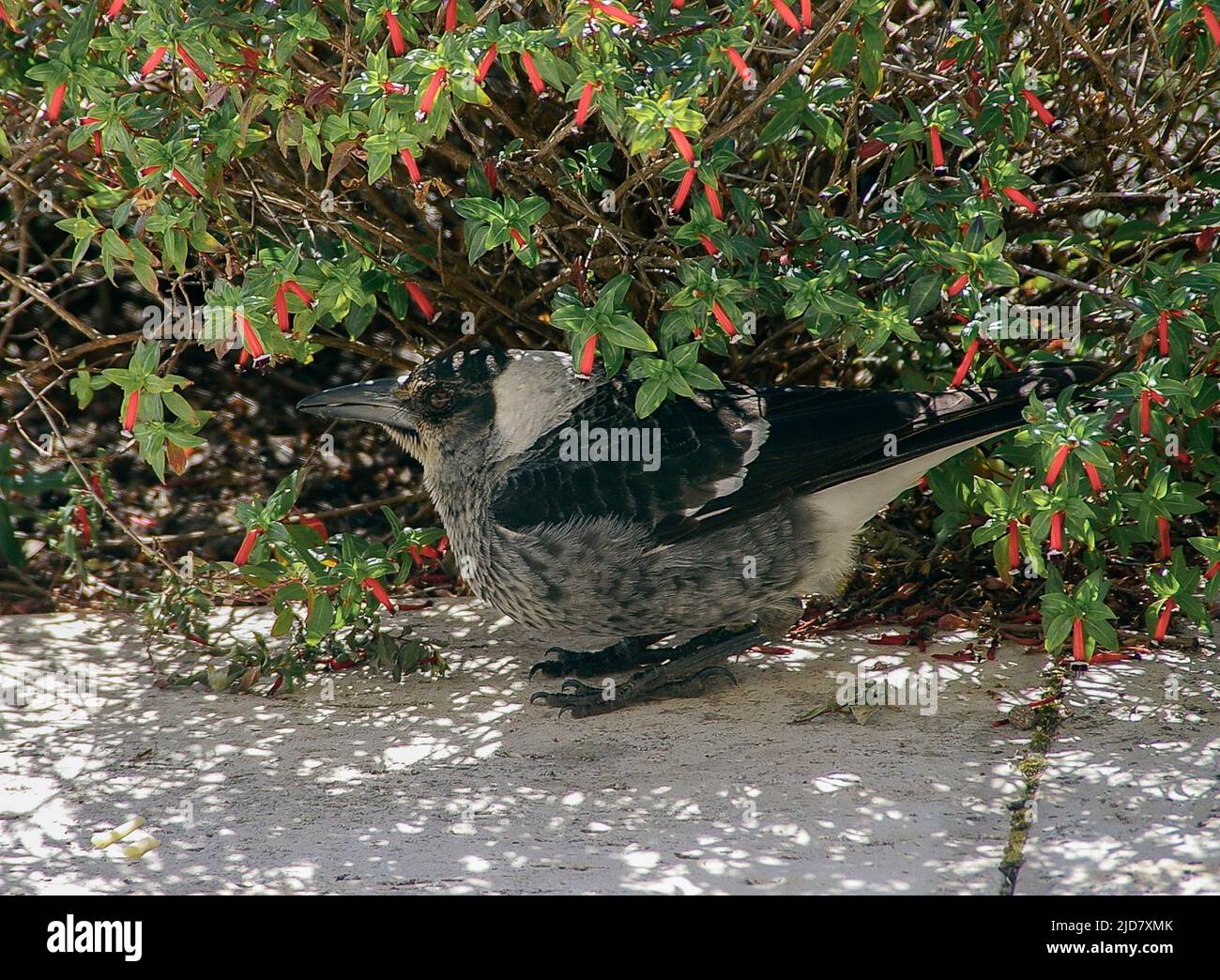Sehr junge australische Elster (Cracticus tibicen), die auf einem Gartenpfad unter dem Dach einer blühenden Pflanze hockt und auf die Rückkehr der Eltern mit Nahrung wartet. Stockfoto
