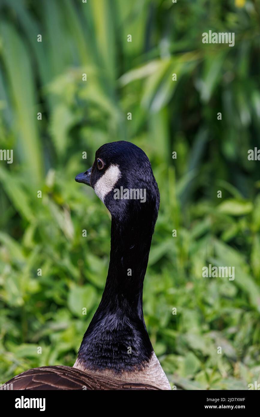 Gänse beobachten ihre Jungen Stockfoto