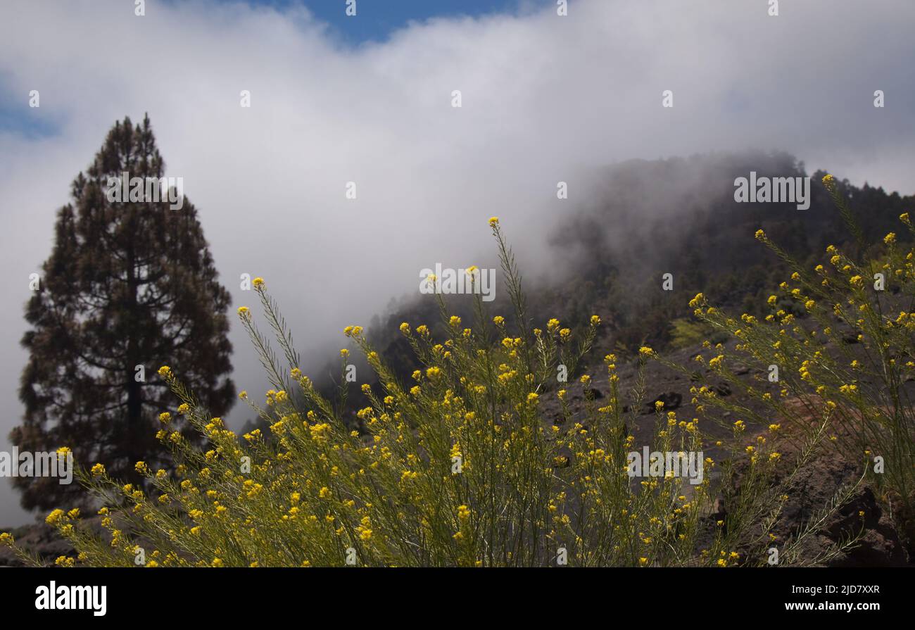 La Palma, Landschaften entlang der langen beliebten Wanderroute Ruta de Los Volcanes, die entlang des Kamins der Insel von El Paso nach Fuencaliente führt Stockfoto