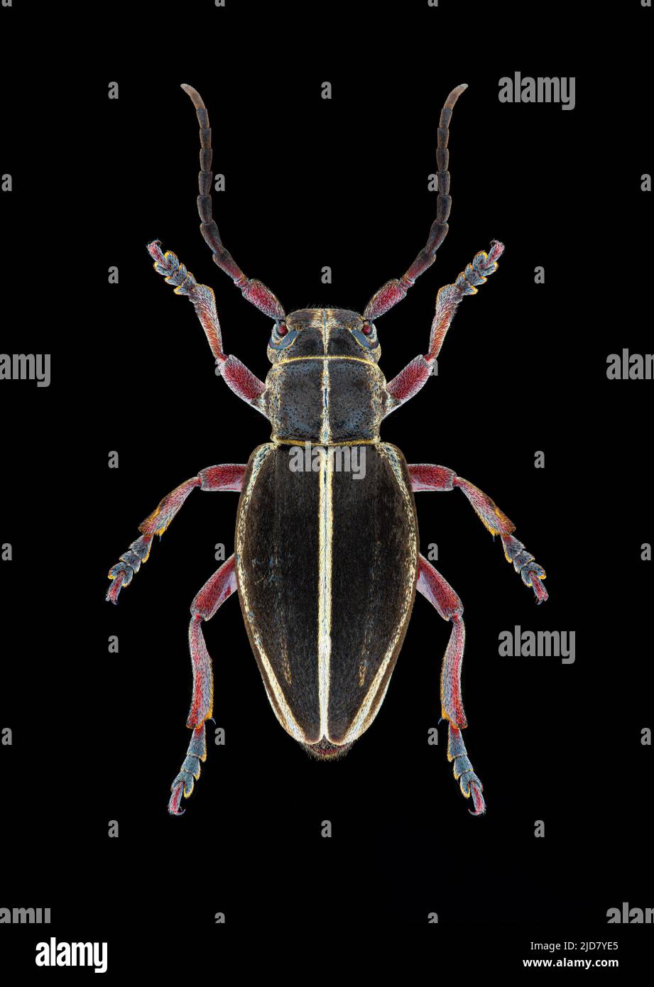 Longhorn Beetle (Docardion pedestre) Entomologieexemplar mit gespreizten Beinen und Antennen isoliert auf reinem schwarzen Hintergrund. Studiobeleuchtung. Makro Pho Stockfoto