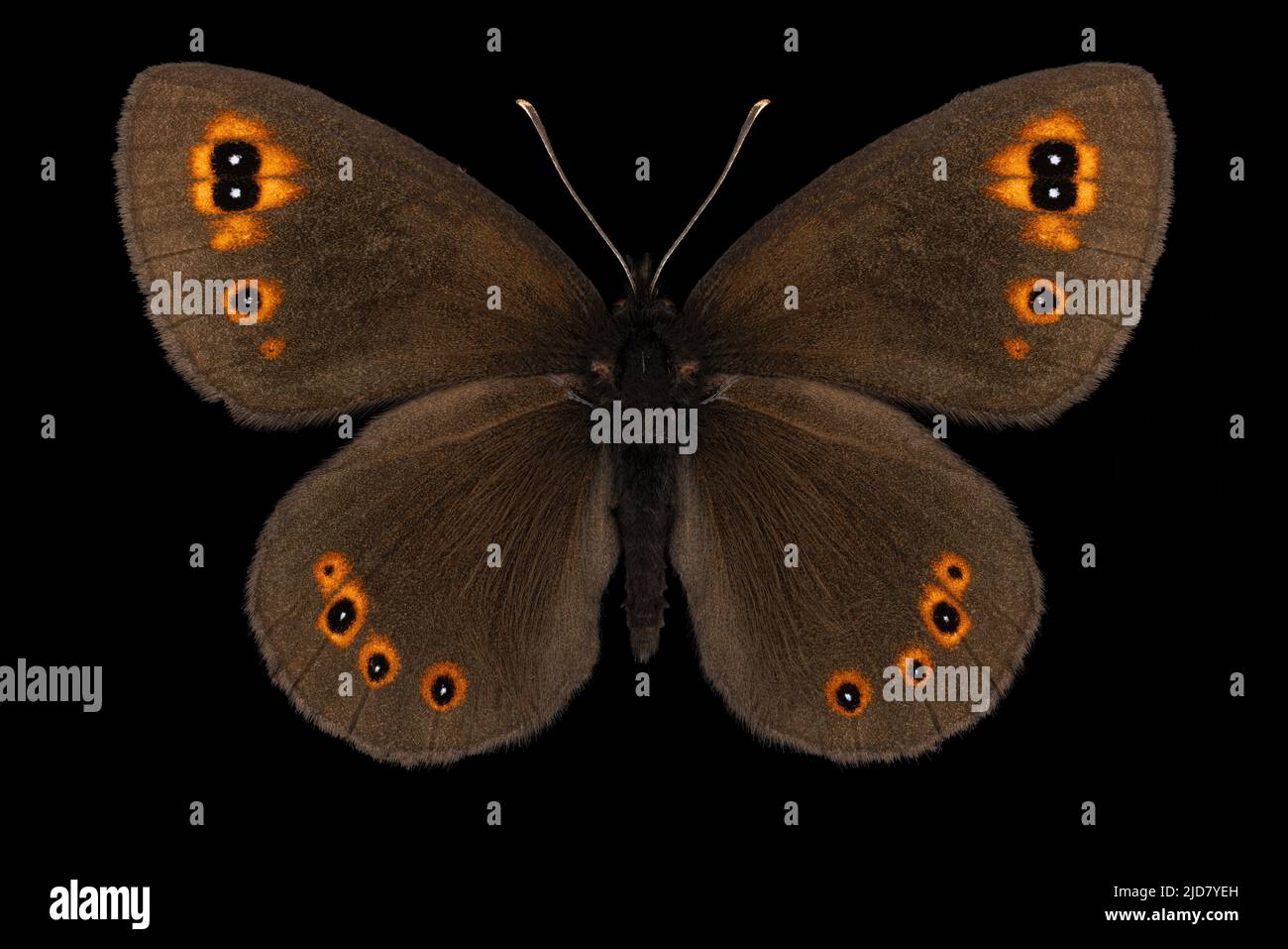 Wasserwinglet-Buuterfly (Erebia pronoe) Entomologie-Exemplar mit ausgebreiteten Flügeln, Beinen und Antennen isoliert auf reinem schwarzen Hintergrund. Studiobeleuchtung. Stockfoto