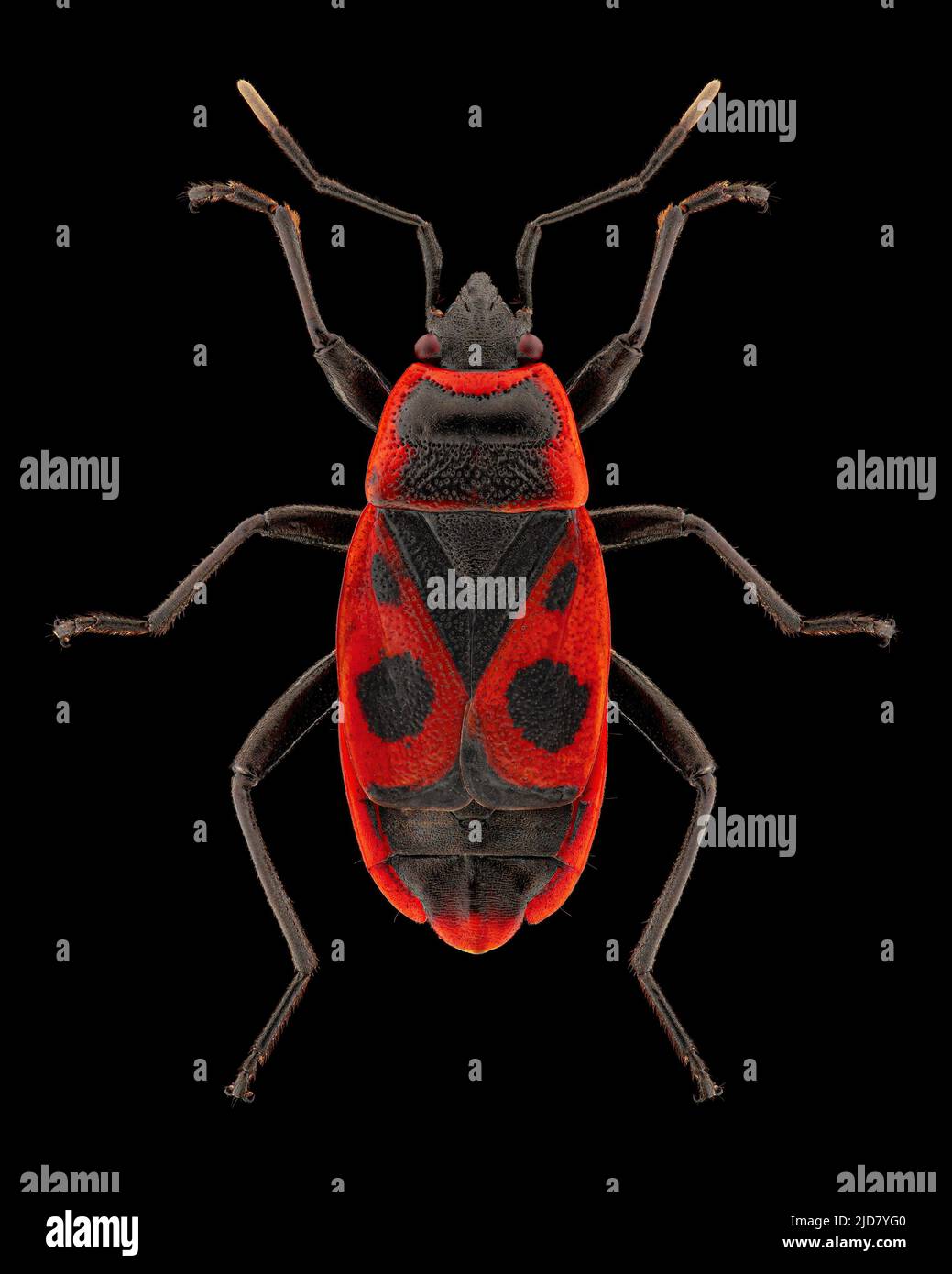 Kamenkäfer (Pyrrhocoris apterus) Entomologie-Exemplar mit gespreizten Beinen und Antennen isoliert auf reinem schwarzen Hintergrund. Studiobeleuchtung. Makrofotografie Stockfoto