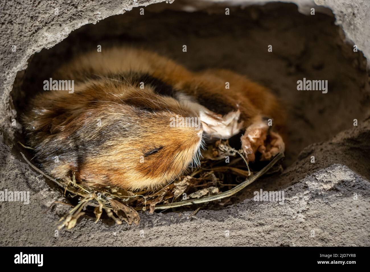 Der Hamster schläft in seinem Bau. Der Europäische Hamster (Cricetus cricetus) - gemeiner Hamster überwintert in der Luft. Stockfoto