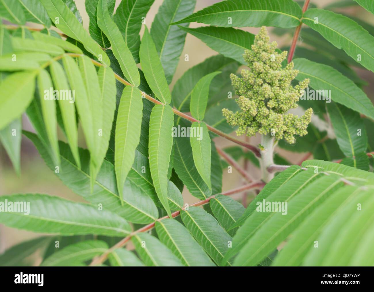 Hirschhorn sumachbaum Fotos und Bildmaterial in hoher Auflösung Alamy
