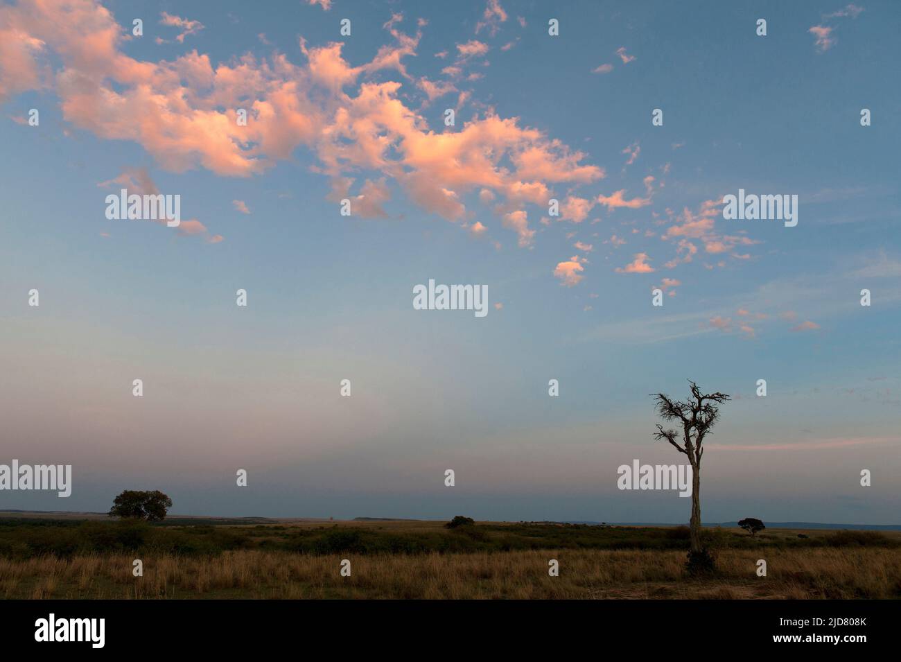 Kurz vor Sonnenaufgang in Maasai Mara, Kenia. Stockfoto