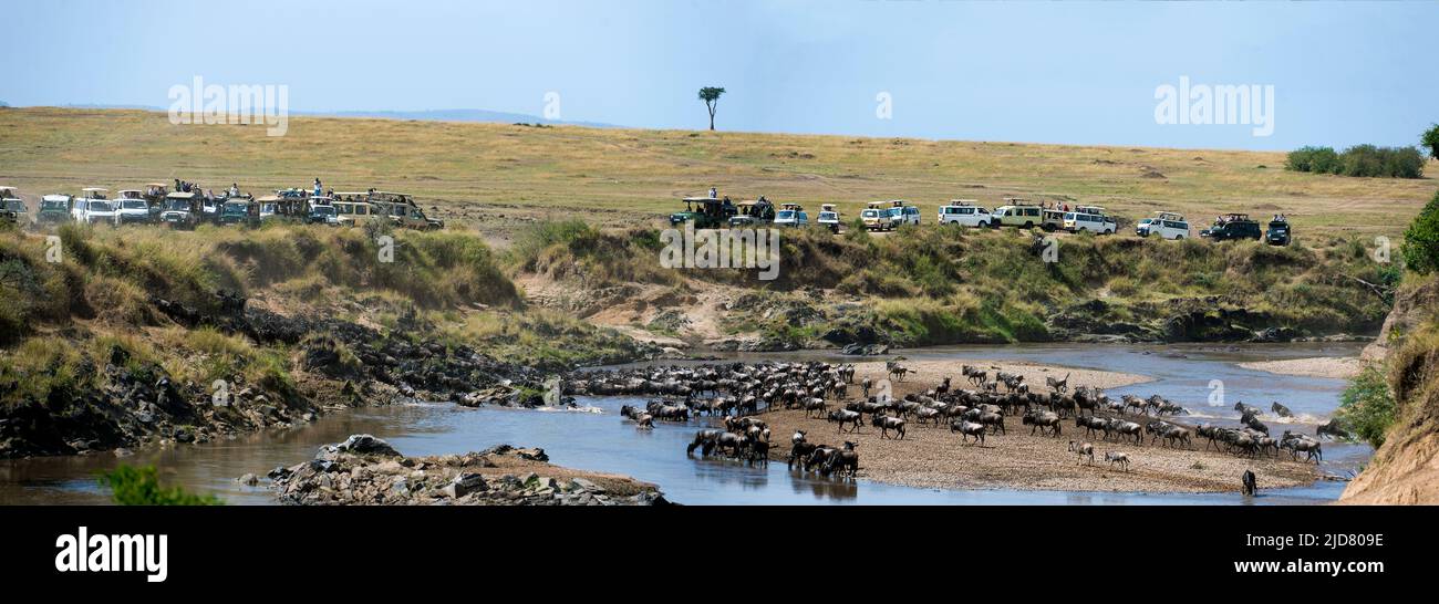 Gnus überquerten im August 2014 den Mara River, Kenia. Stockfoto