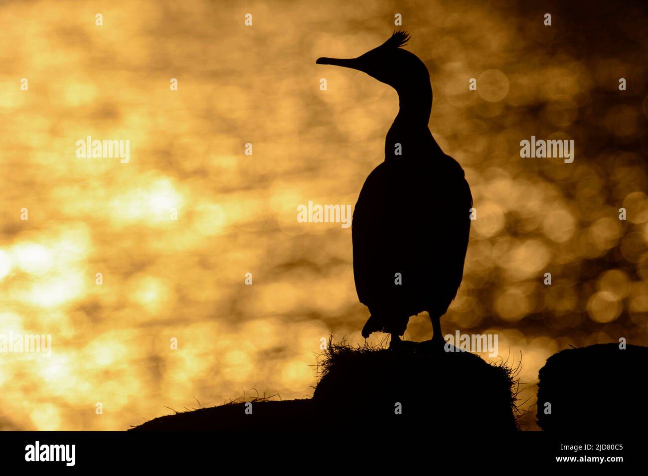 Gewöhnlicher Shag in Silhuette bei Hornøya, Finnmark, Norwegen. Stockfoto