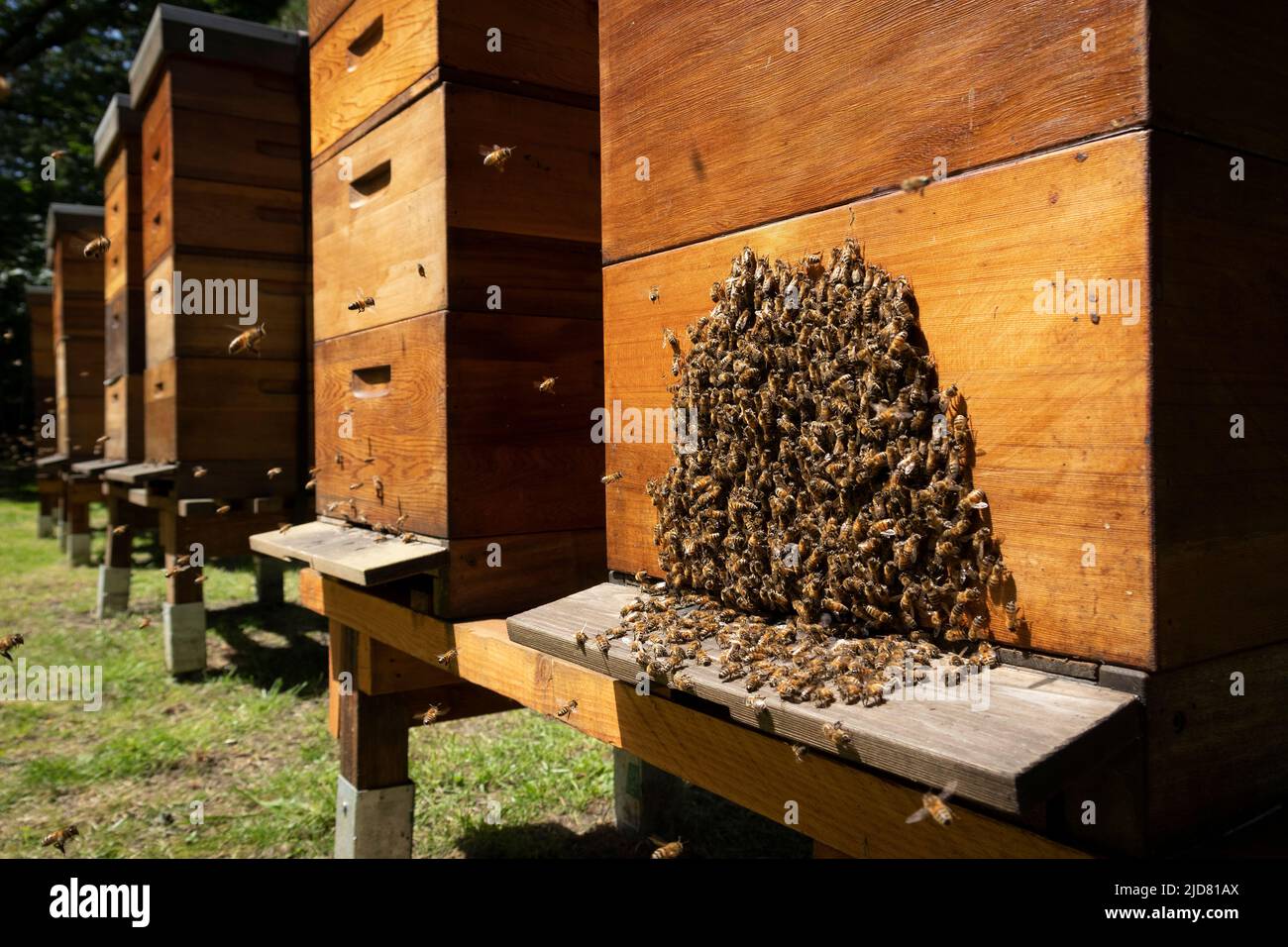 Kolonie aktiver westlicher Honigbienen auf einem Bienenstock im Freien Stockfoto