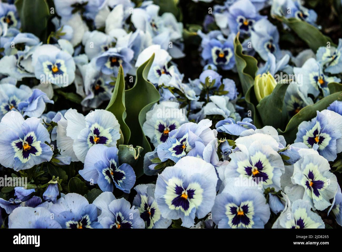 Wunderschöne blaue Stiefmütterchen Stockfoto