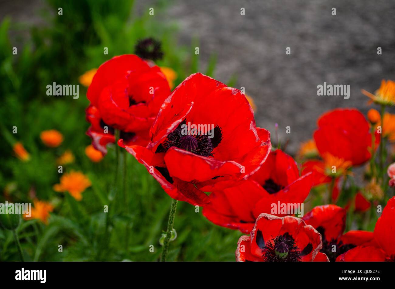 Rote Blume, Pflanze in einer natürlichen Umgebung der Natur, Blume auf der Wiese Stockfoto