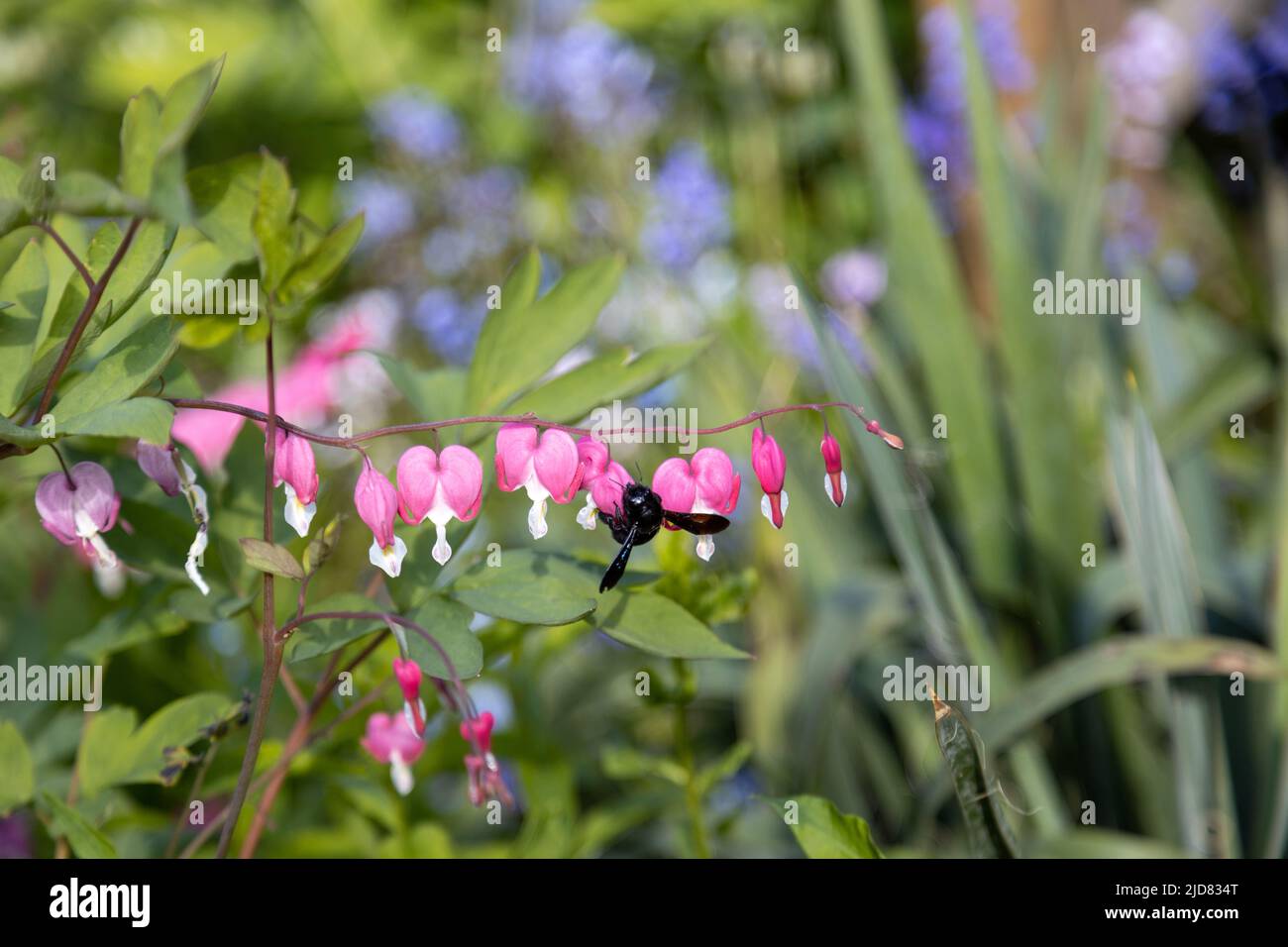 Eine große blaue Holzbiene sucht auf einer Herzblume, Lamprocapnos spectabilis, nach Pollen. Stockfoto