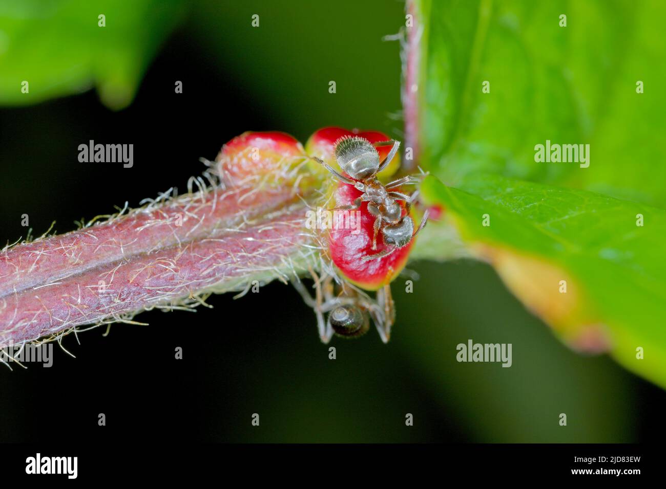 Schwarze Ameise, gewöhnliche schwarze Ameise, Gartenameise (Lasius niger), die sich auf den extraflora-Nektarien auf einem Kirschblatt ernährt. Stockfoto