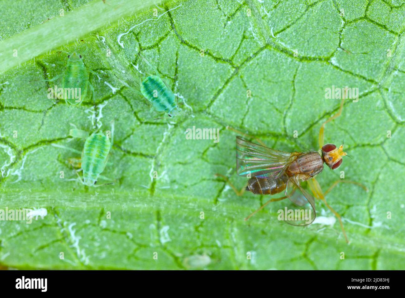 Die Fliege ist auf dem Blatt, das an den Honigtau, der von den Blattläusen abgesondert wird, klebt. Stockfoto