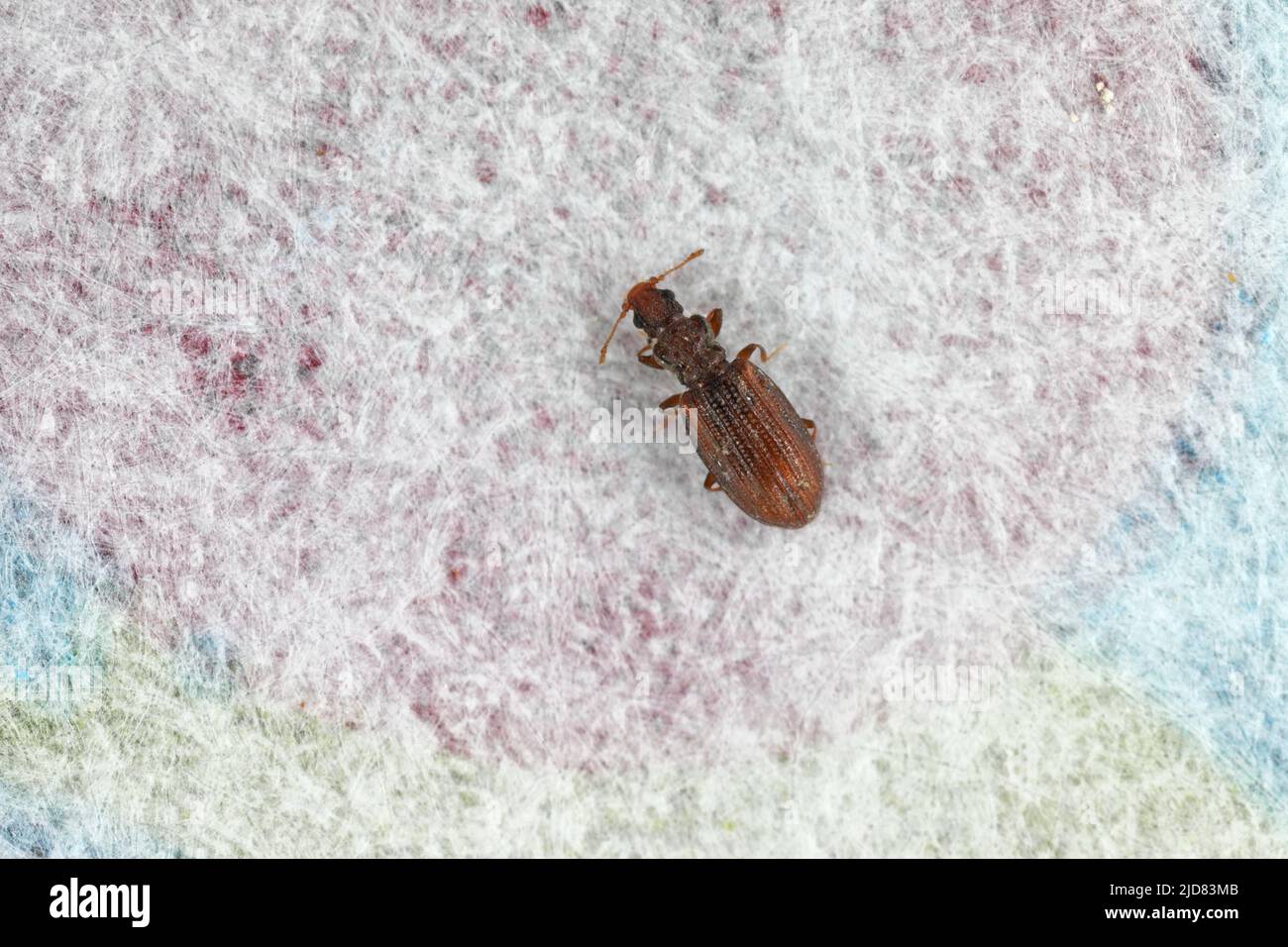 Kleiner, winziger brauner Schnitzelkäfer Latridiidae auf Papier. Hohe Vergrößerung. Stockfoto