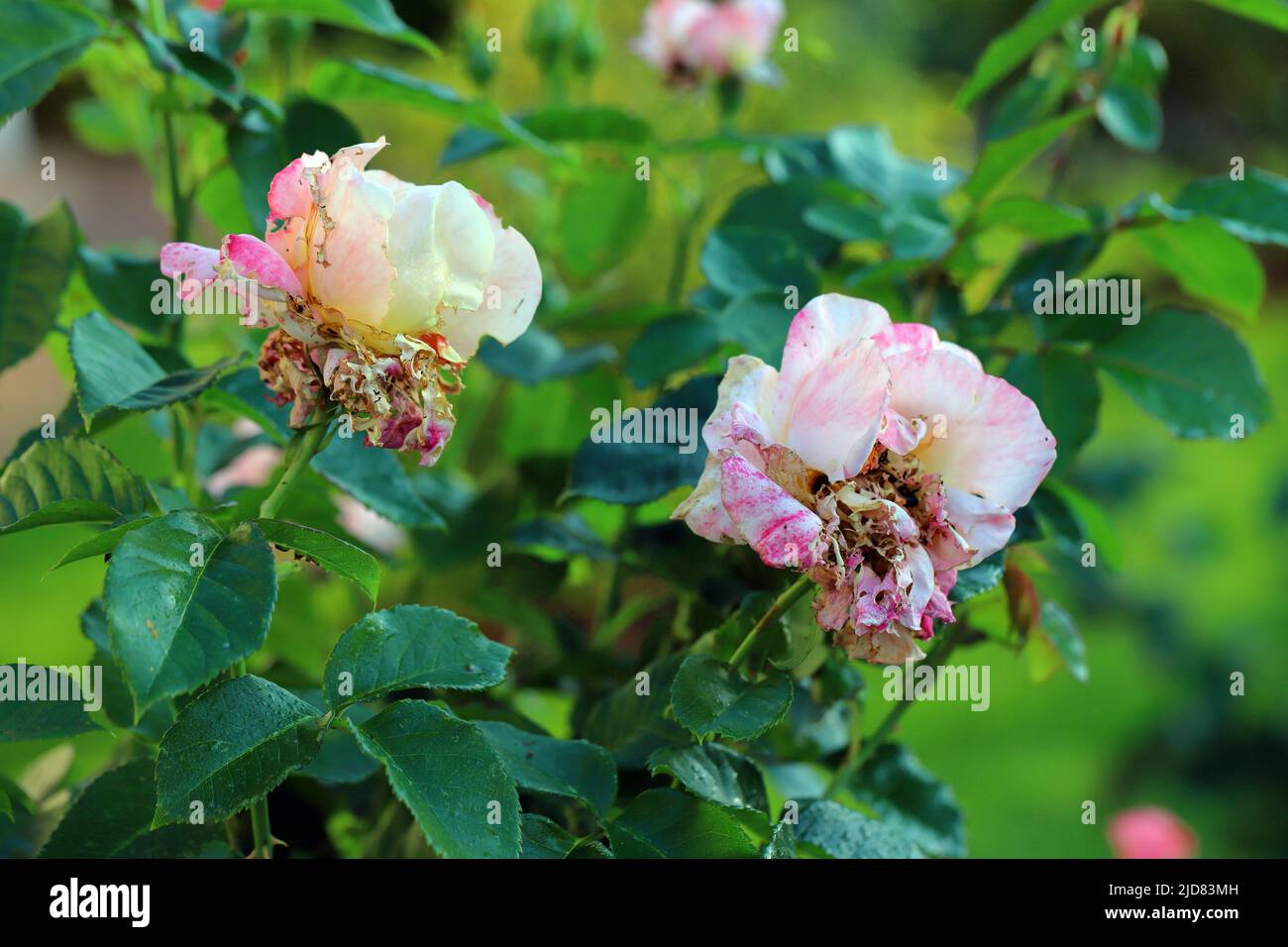 Eine Rosenblüte, die von Käfer im Garten (Phyllopertha horticola) zerstört wurde. Ein Schädling von Gartenpflanzen. Stockfoto