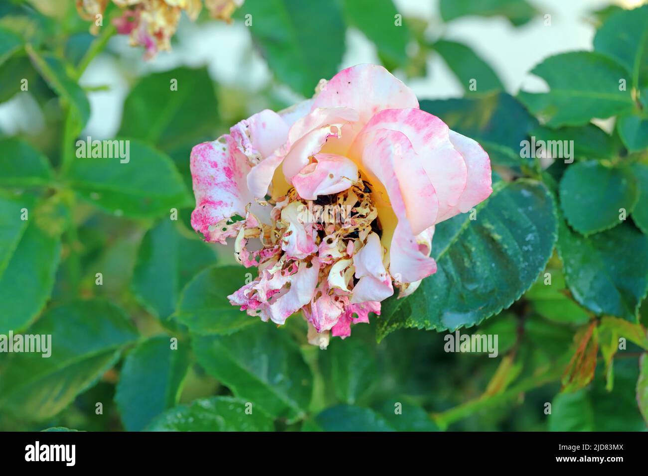Eine Rosenblüte, die von Käfer im Garten (Phyllopertha horticola) zerstört wurde. Ein Schädling von Gartenpflanzen. Stockfoto