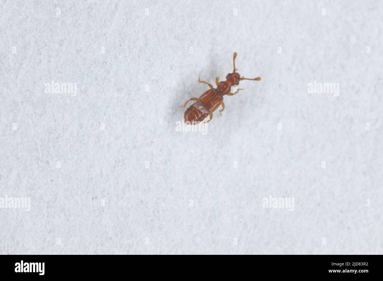 Der Zwergkäfer Euplectus ist eine Gattung von Ameisenkäfern aus der Familie der Staphylinidae. In Euplectus sind etwa 13 Arten beschrieben. Insekt auf Papier Stockfoto