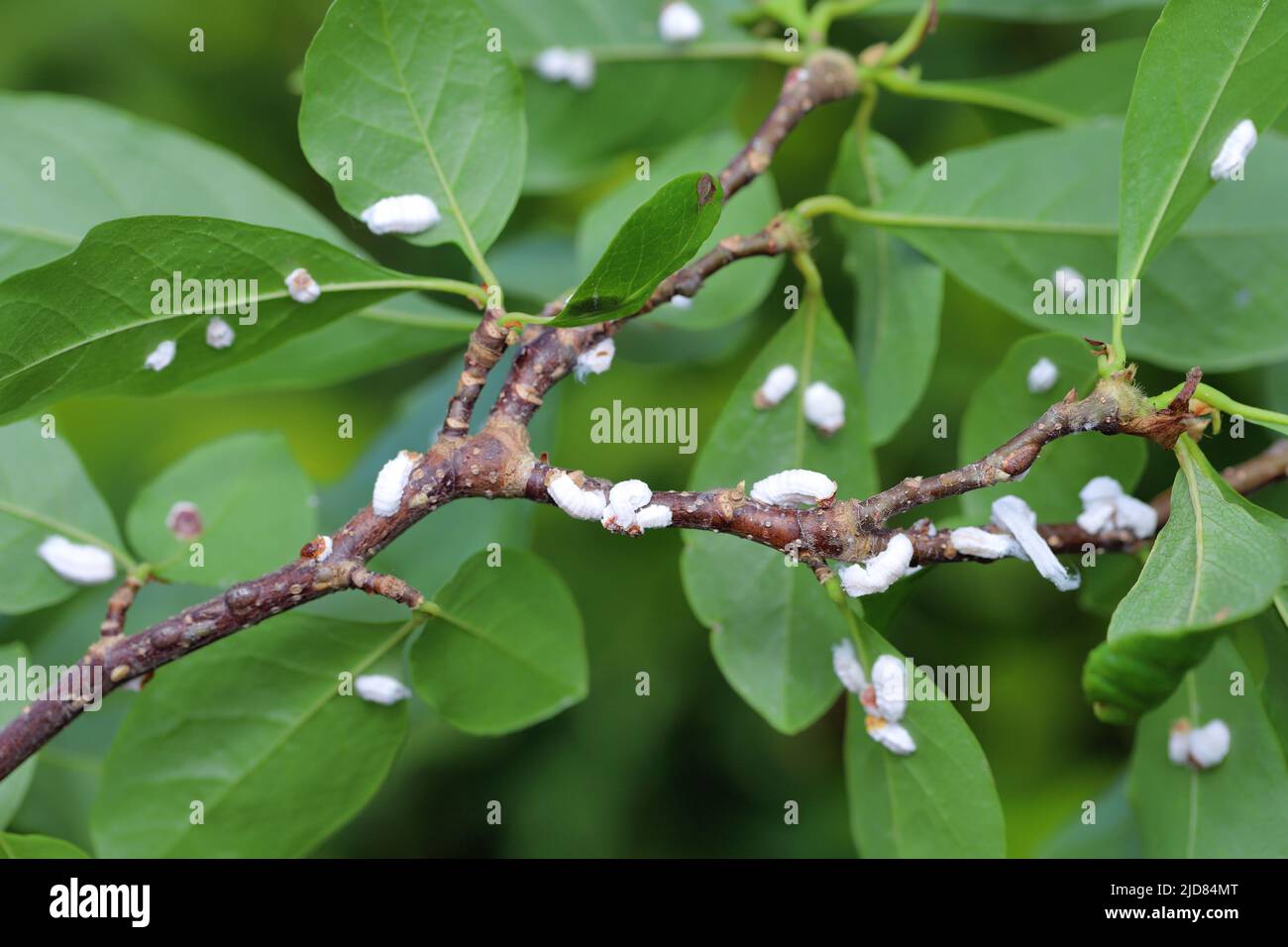 Scale Insekten (Coccidae) auf einer Magnolie im Garten. Gefährliche Schädlinge verschiedener Pflanzen. Sie werden allgemein als weiche Schuppen, Wachsschuppen oder Schildkröten bezeichnet Stockfoto